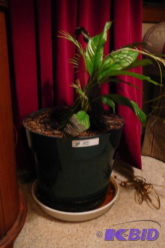 Live plant and pot &nbsp...