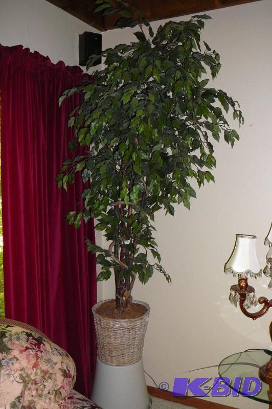 Large tree plant 6FT tall&nbsp...