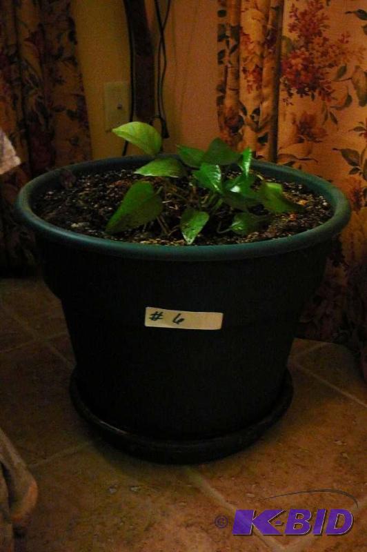 Live plant and pot&nbsp...