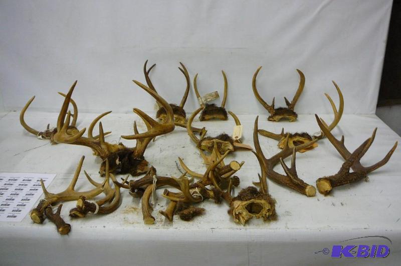 Large lot od deer antlers&nbsp...