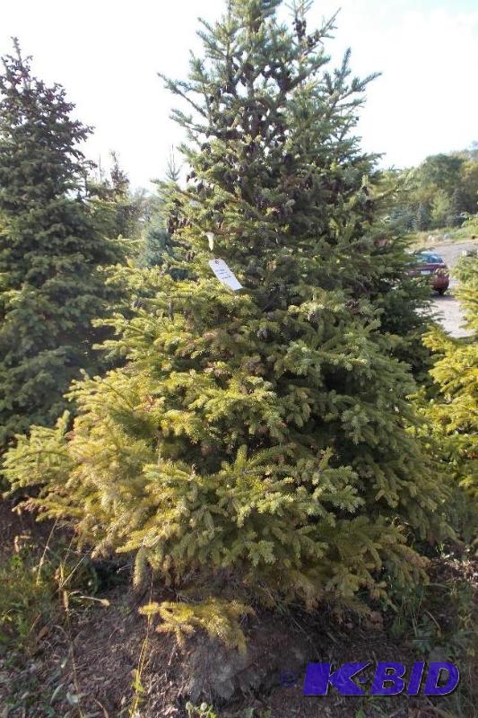 lot 117 image: 7 Black Hills Spruce Tree Balled and Burlapp...