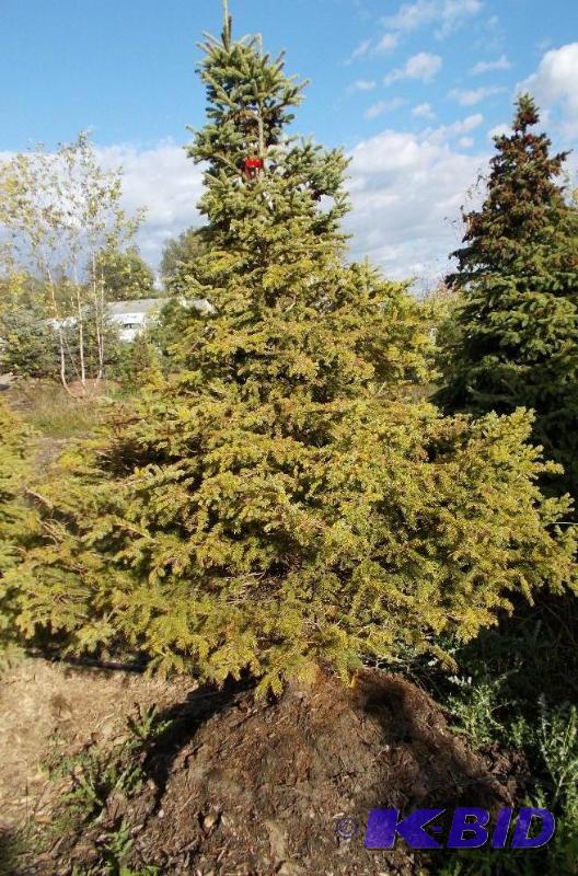 lot 118 image: 7 Black Hills Spruce Tree Balled and Burlapp...