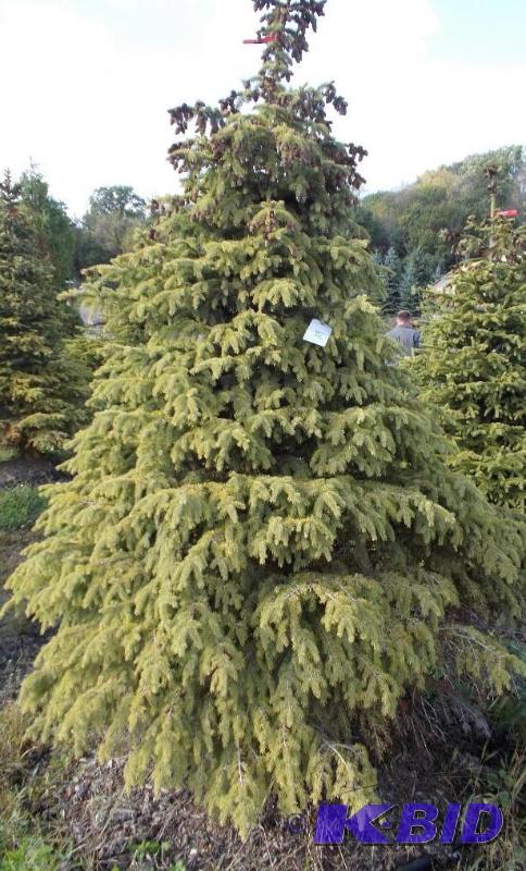 lot 119 image: 7 Black Hills Spruce Tree Balled and Burlapp...