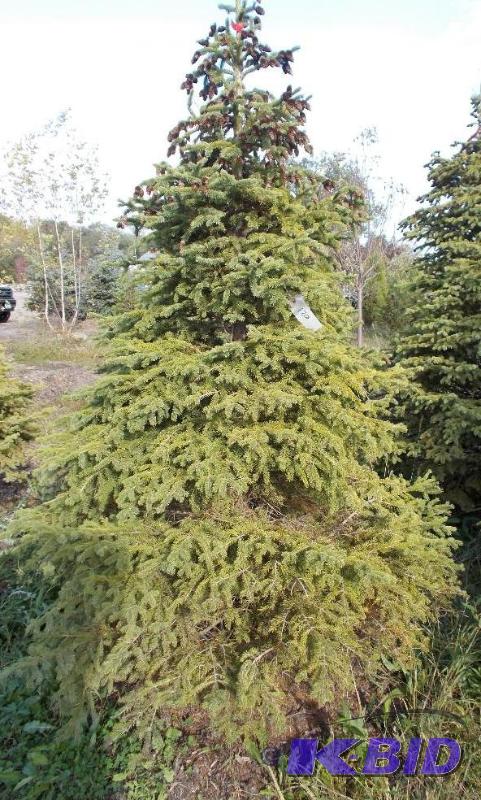 lot 120 image: 7 Black Hills Spruce Tree Balled and Burlapp...