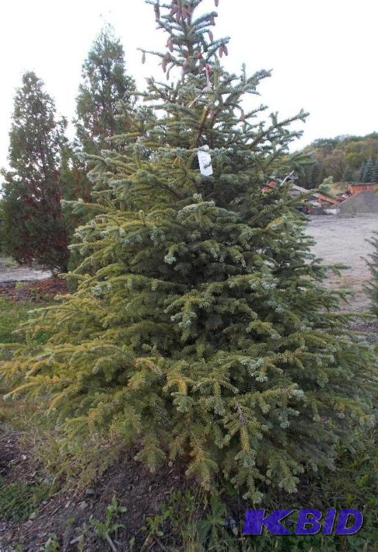 lot 122 image: 7 Colorado Blue Spruce Tree Balled and Burla...