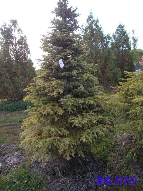 lot 123 image: 7 Black Hills Spruce Tree Balled and Burlapp...