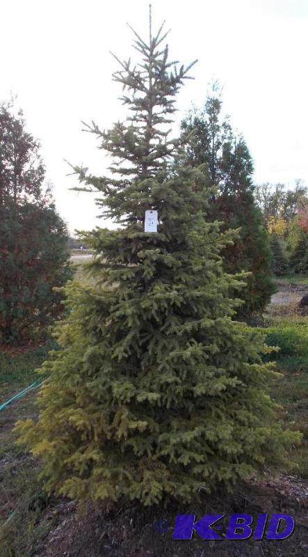lot 124 image: 8 Black Hills Spruce Tree Balled and Burlapp...