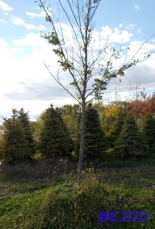 lot 125 image: 3" Accolade Elm Tree Balled and Burlappe...