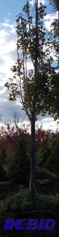 lot 126 image: 4" Armstrong Maple Tree Balled and Burla...