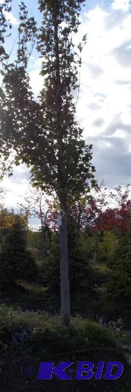 lot 127 image: 4" Armstrong Maple Tree Balled and Burla...