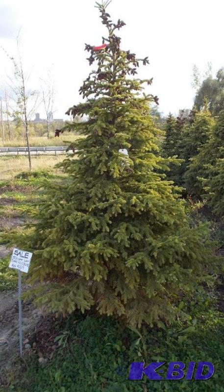 lot 128 image: 7 Black Hills Spruce Tree Balled and Burlapp...
