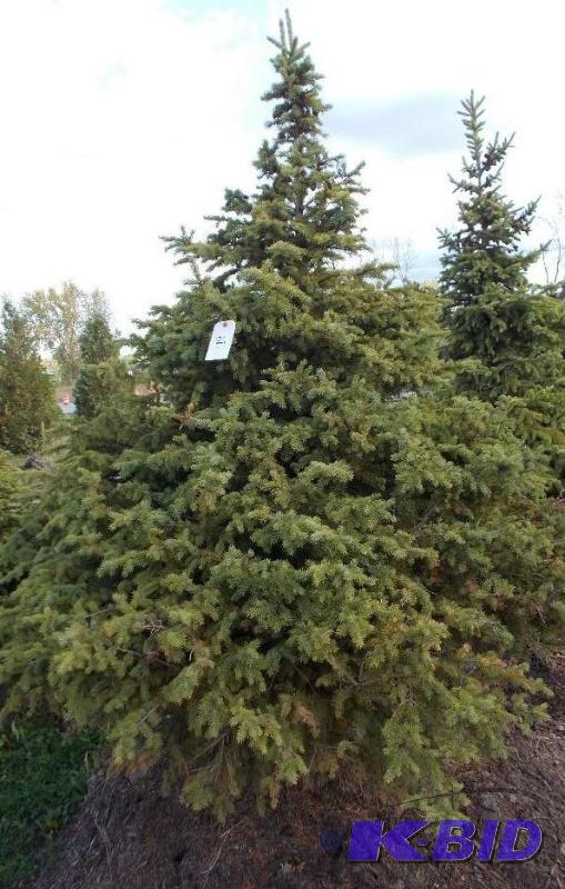 lot 129 image: 7 Black Hills Spruce Tree Balled and Burlapp...