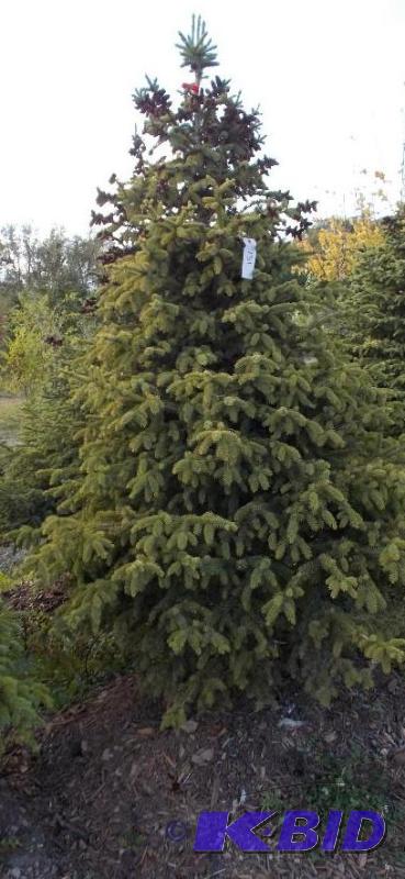 lot 131 image: 7 Black Hills Spruce Tree Balled and Burlapp...