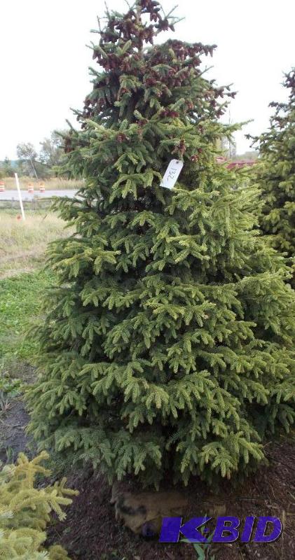 lot 132 image: 7 Black Hills Spruce Tree Balled and Burlapp...