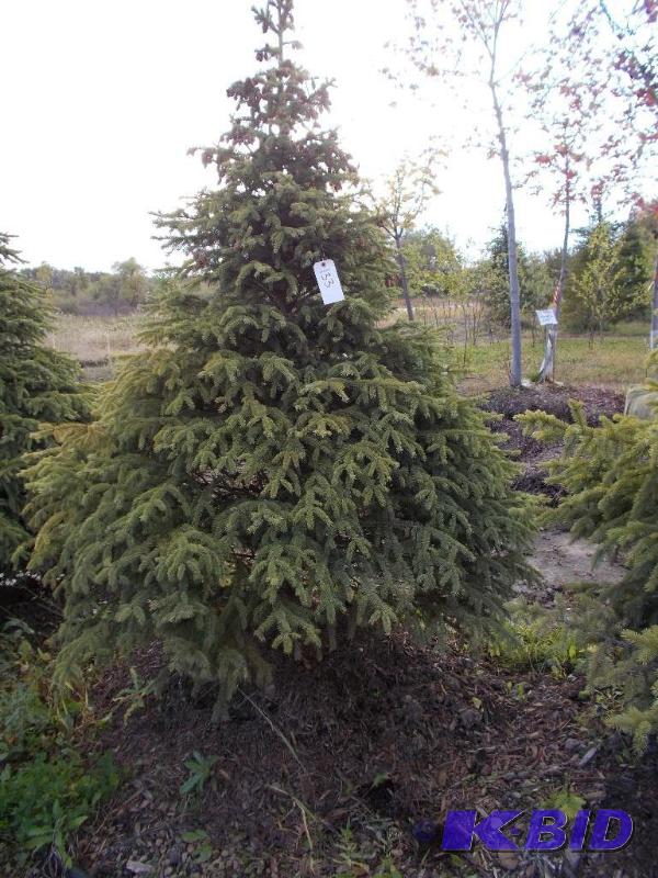 lot 133 image: 7 Black Hills Spruce Tree Balled and Burlapp...