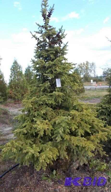 lot 134 image: 7 Black Hills Spruce Tree Balled and Burlapp...