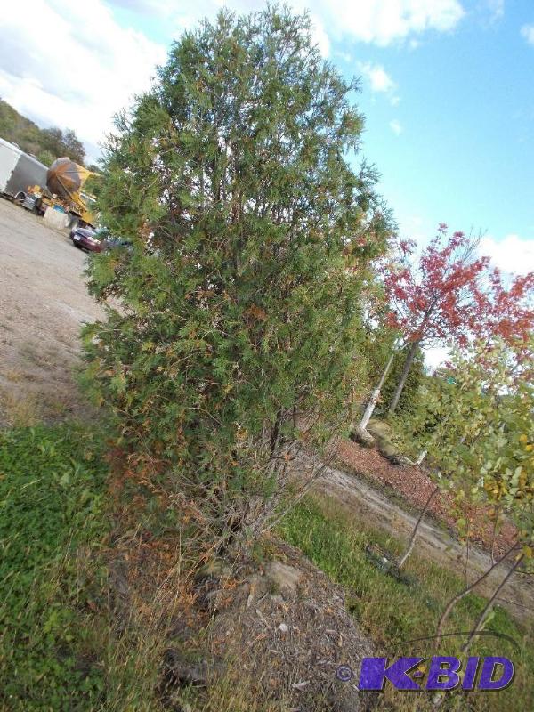 lot 135 image: 8 Techni Arborvitae Tree Balled and Burlappe...
