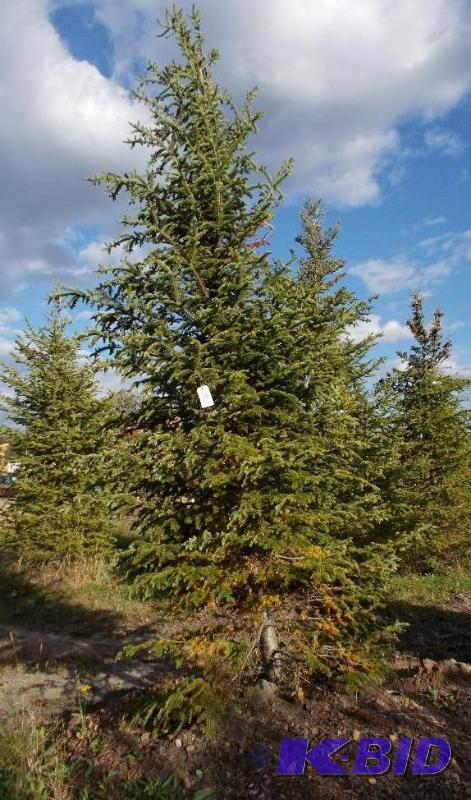 lot 136 image: 12 Balsam Fir Tree Balled and Burlapped...