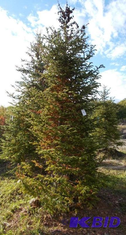 lot 137 image: 12 Balsam Fir Tree Balled and Burlapped...