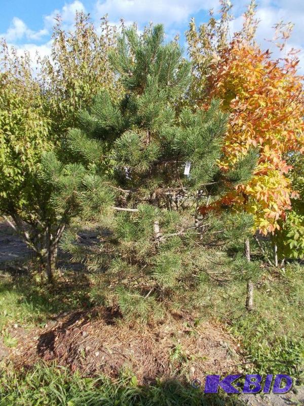 lot 138 image: 10 Austrian Pine Tree Balled and Burlapped...