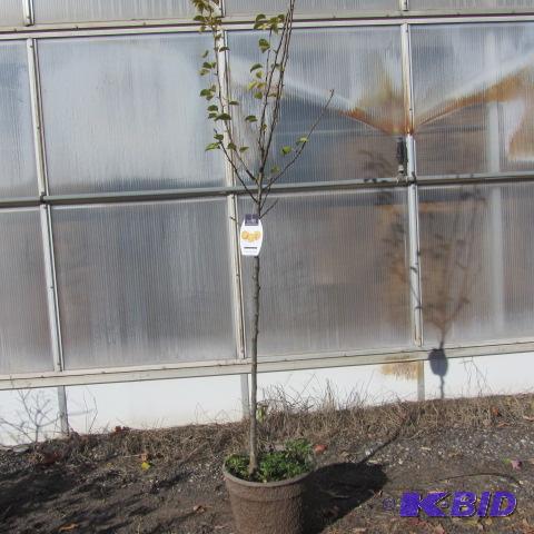 lot 101 image: Tawara Asian Pear