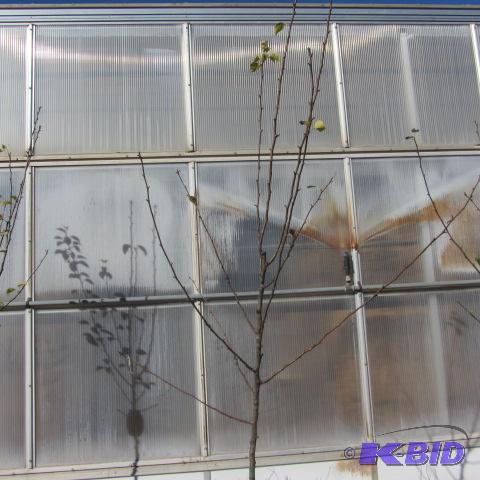 lot 102 image: Tawara Asian Pear