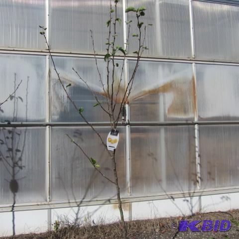 lot 103 image: Tawara Asian Pear