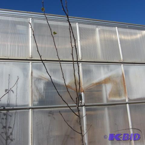 lot 104 image: Tawara Asian Pear