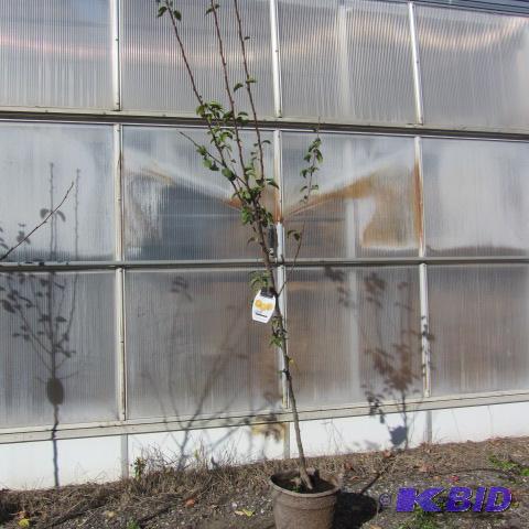 lot 105 image: Tawara Asian Pear