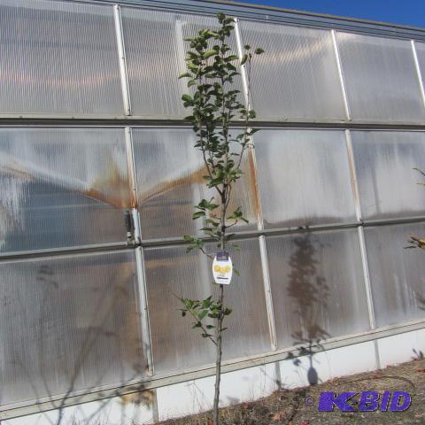 lot 106 image: Tawara Asian Pear