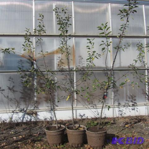 lot 110 image: Winecrisp Apple