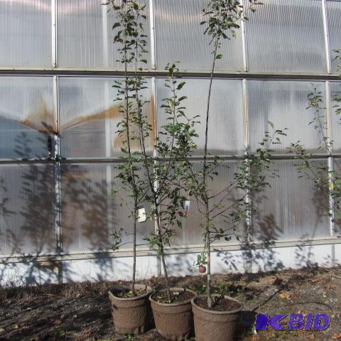 lot 111 image: Winecrisp Apple