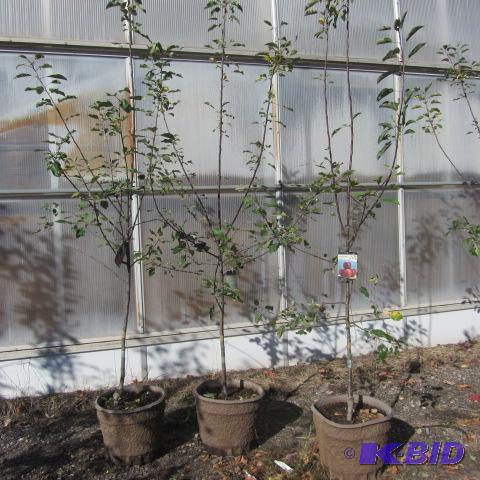 lot 112 image: Winecrisp Apple
