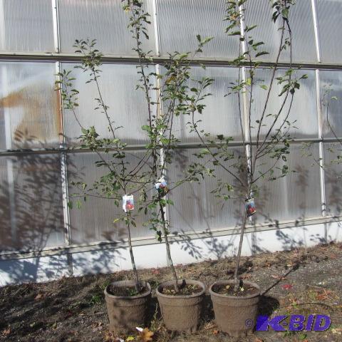 lot 113 image: Winecrisp Apple