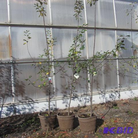 lot 114 image: Winecrisp Apple