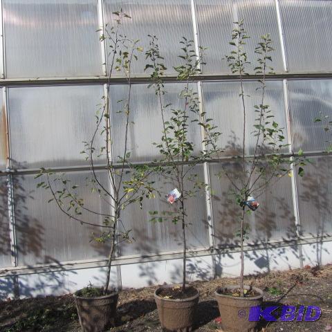 lot 115 image: Winecrisp Apple