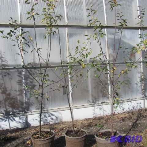 lot 116 image: Winecrisp Apple