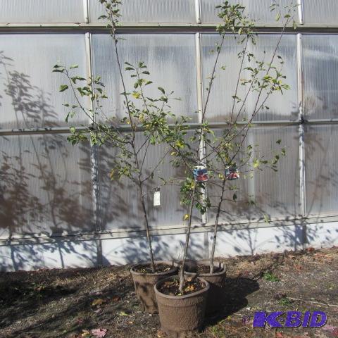 lot 117 image: Winecrisp Apple