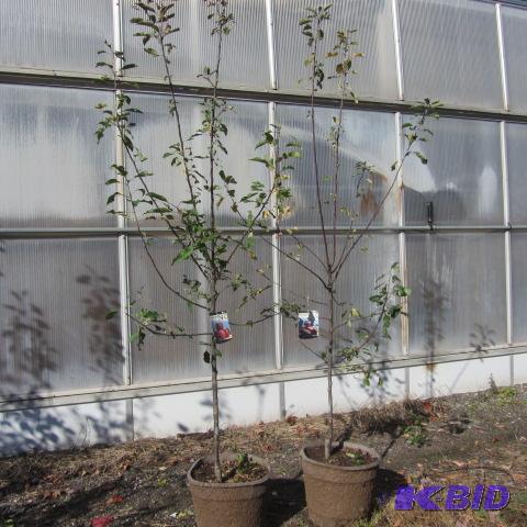 lot 118 image: Winecrisp Apple