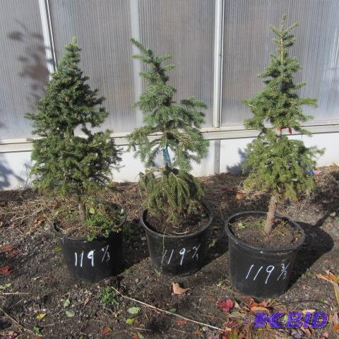 lot 119 image: Black Hills Spruce