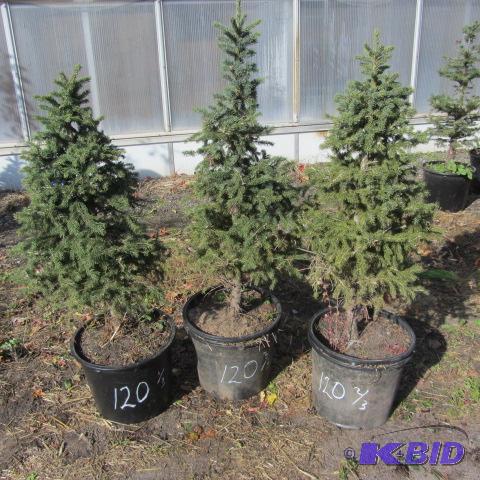 lot 120 image: Black Hills Spruce
