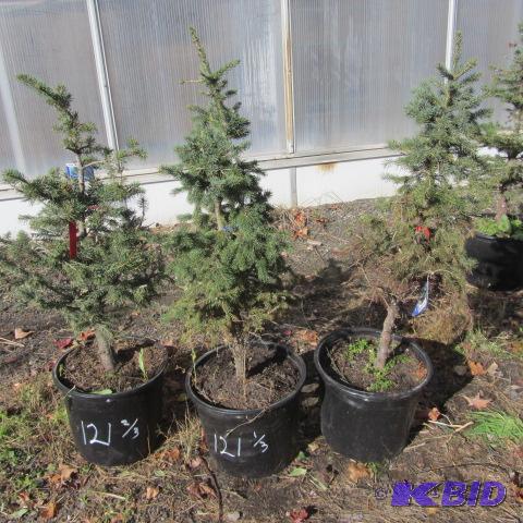 lot 121 image: Black Hills, Colo Blue Spruce