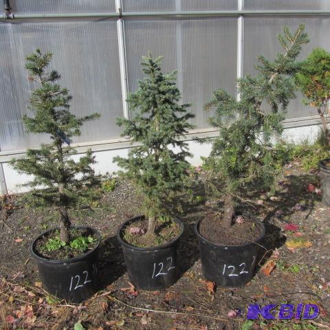 lot 122 image: Colorado Blue Spruce