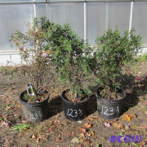 lot 123 image: Dwarf Arborvitae