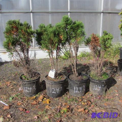 lot 124 image: Arborvitae
