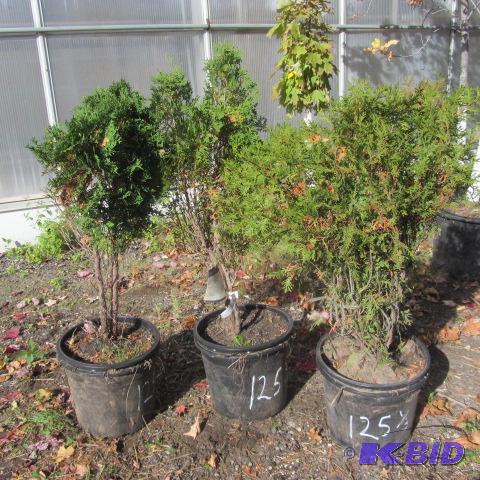 lot 125 image: Arborvitae
