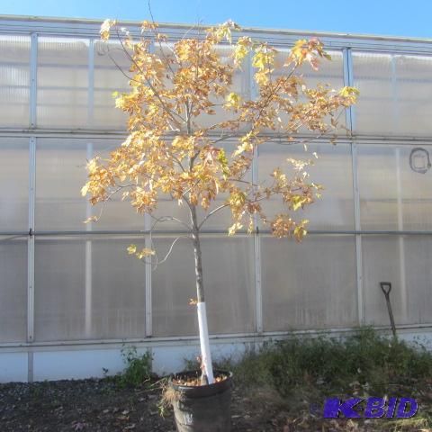 lot 181 image: Maple Shade Tree