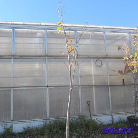 lot 188 image: Maple Shade Tree