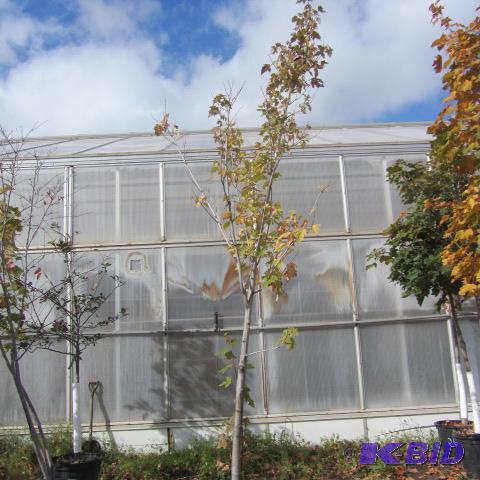 lot 189 image: Maple Shade Tree