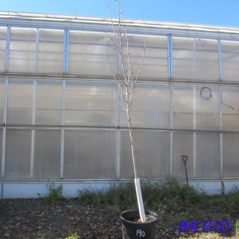 lot 190 image: Scarlet Jewel Maple